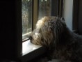 /album/bilder/dogwaiting-jpg/