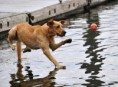 /album/bilder/dog-walking-water-jpg/