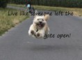 /album/bilder/hundlevlivetport%c3%a5pen-jpg/