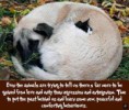 /album/bilder/peaceanimals-jpg/